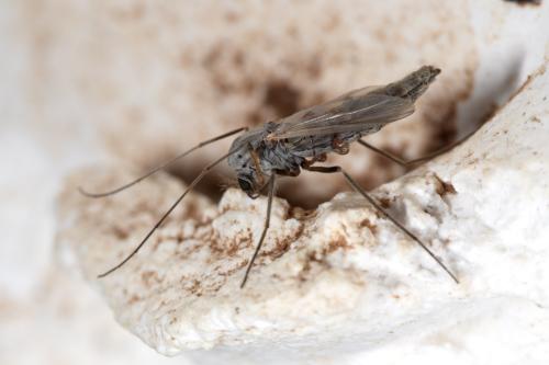 Chironomus sp.