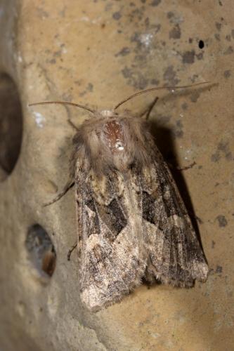 Réf. 267 841 : Luperina dumerilii
