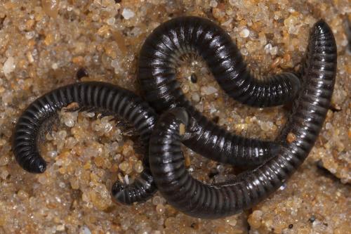 Réf. 267 962 : Ommatoiulus rutilans