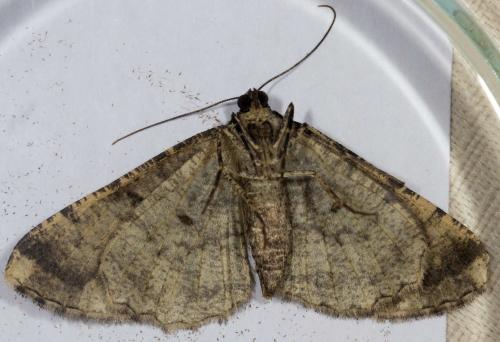 Réf. 267 931 : Peribatodes rhomboidaria