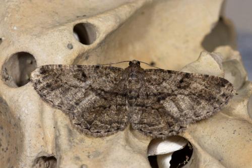 Peribatodes rhomboidaria