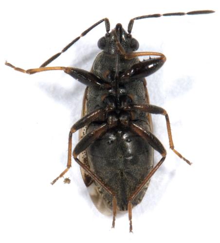 Réf. 267 960 : Peritrechus nubilus