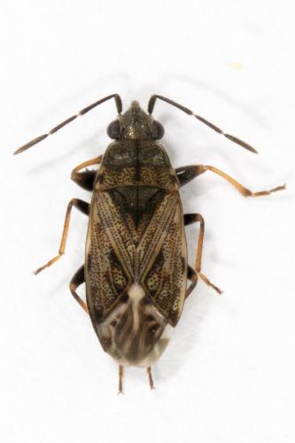 Peritrechus nubilus