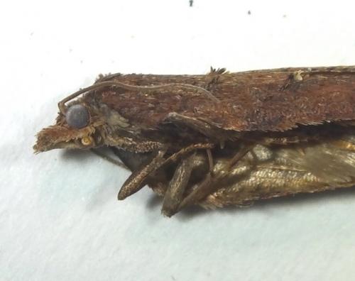 Acleris ferrugana