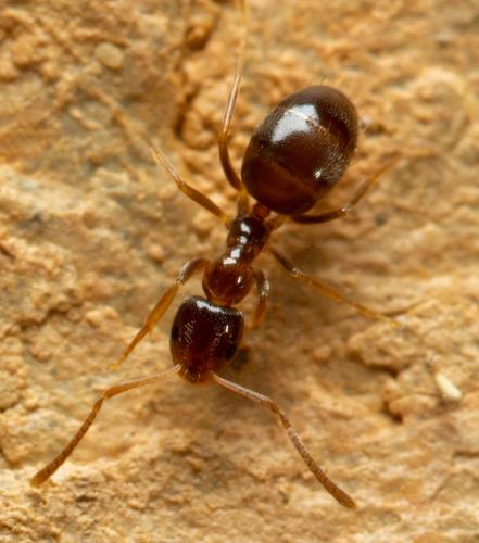 Réf. 267 825 : Plagiolepis pygmaea