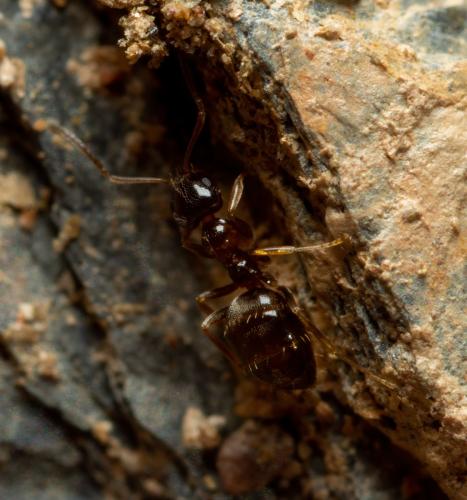 Réf. 267 826 : Plagiolepis pygmaea