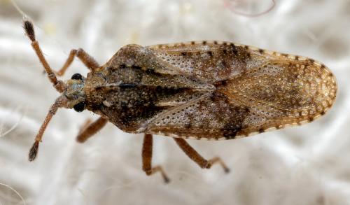 Réf. 267 995 : Tingis sp.