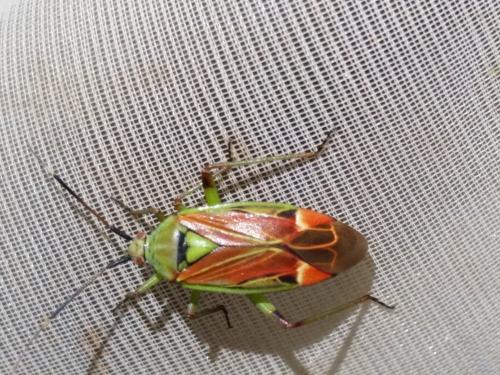 Réf. 267 691 : Actinonotus pulcher