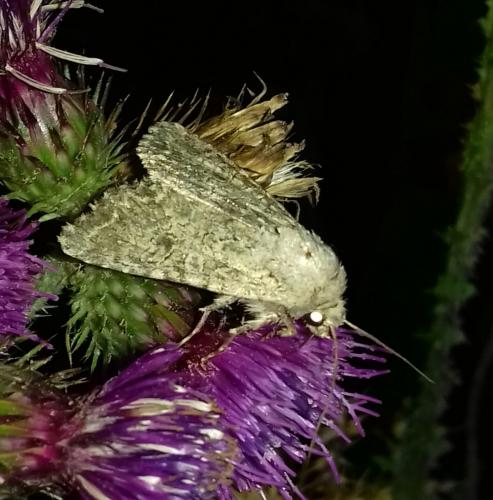 Réf. 267 054 : Anarta trifolii