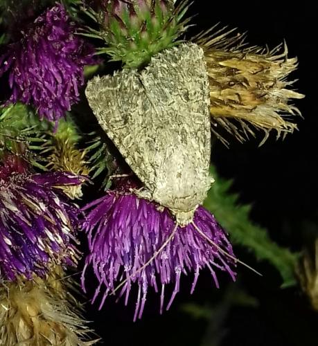 Réf. 267 053 : Anarta trifolii