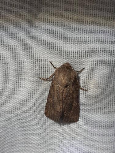 Réf. 267 125 : Luperina testacea