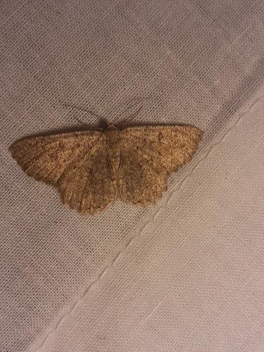 Réf. 267 123 : Charissa obscurata