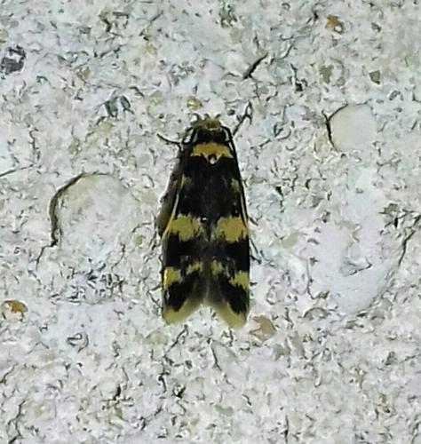 Oegoconia sp.