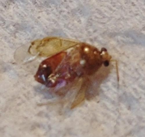 Réf. 267 490 : Deraeocoris lutescens