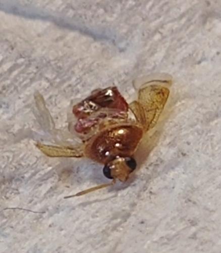 Réf. 267 491 : Deraeocoris lutescens