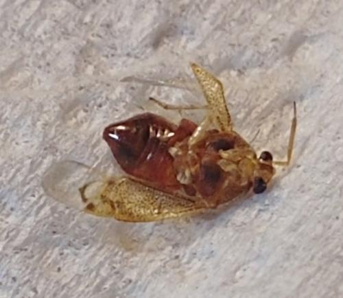 Réf. 267 492 : Deraeocoris lutescens