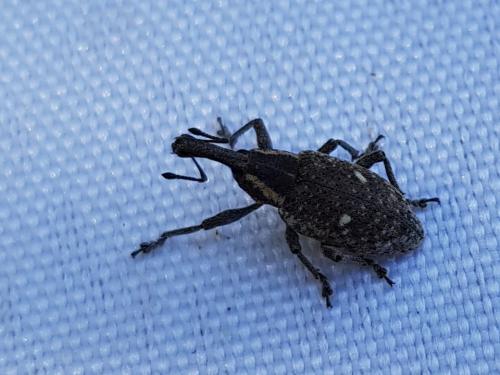 Réf. 267 265 : Lepyrus palustris