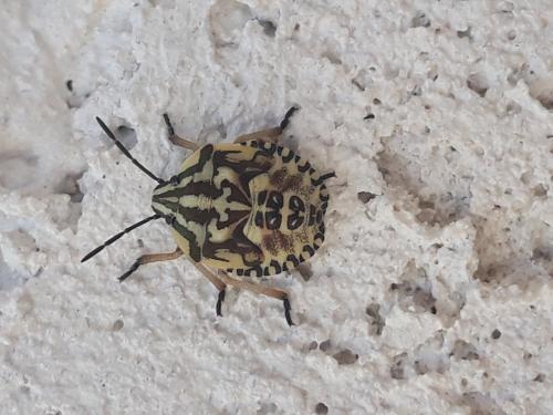 Réf. 267 501 : Carpocoris pudicus