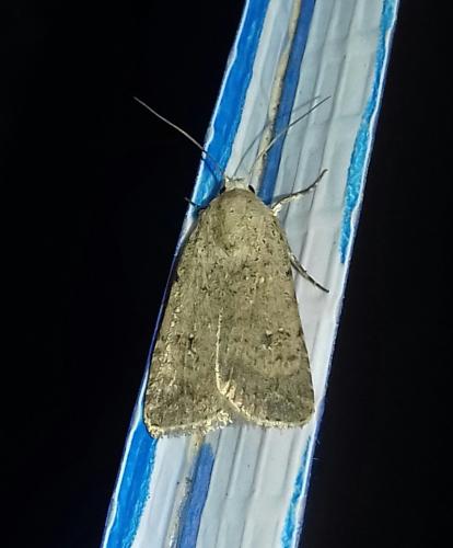 Réf. 267 683 : Caradrina sp.