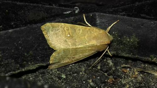 Réf. 267 684 : Xanthia ocellaris