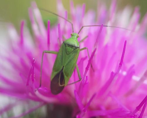 Réf. 267 871 : Calocoris affinis
