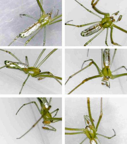 Leucauge sp.