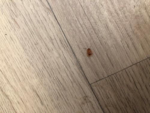 Ectobius sp.