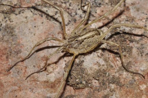 Odiellus seoanei