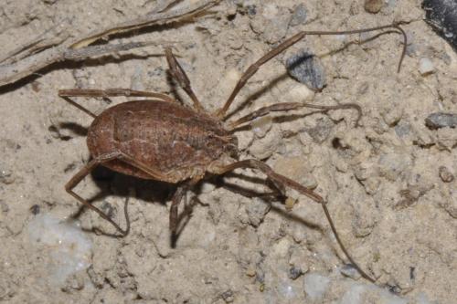 Odiellus seoanei