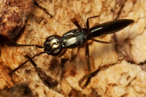 Calymmochilus dispar