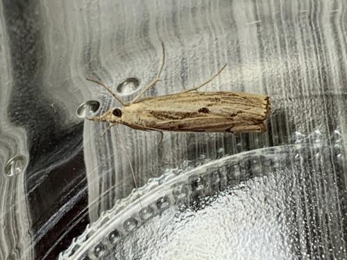 Agriphila geniculea