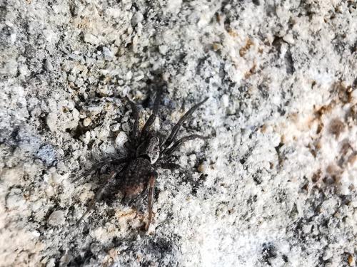 Réf. 267 848 : Gnaphosinae inconnu