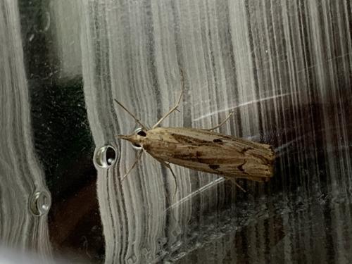 Agriphila geniculea