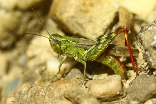 Chorthippus armoricanus
