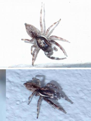 Réf. 267 802 : Menemerus sp.