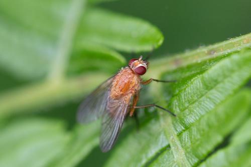 Réf. 267 877 : Phaonia pallida