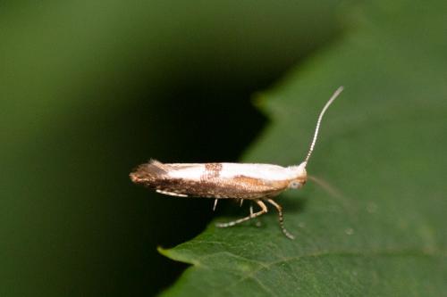 Argyresthia pruniella