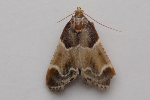 Réf. 267 919 : Pyralis farinalis