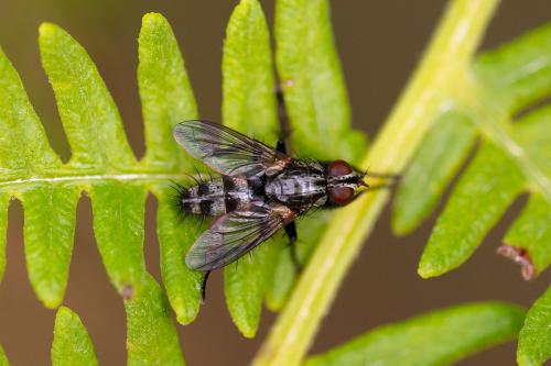Stevenia deceptoria