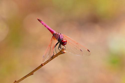 Réf. 267 184 : Trithemis annulata