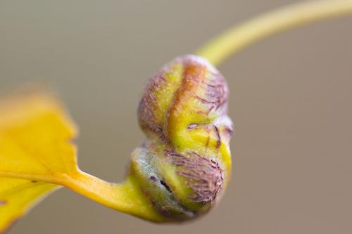 Réf. 267 077 : Pemphigus spyrothecae