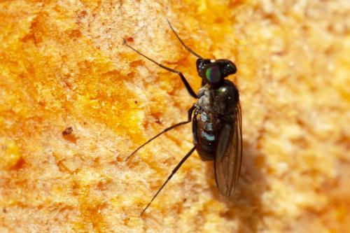 Medetera sp.