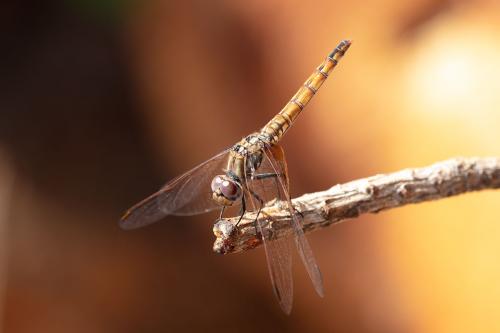 Trithemis annulata