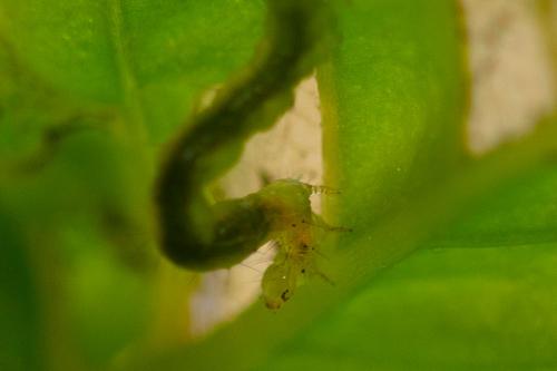 Plusiinae
