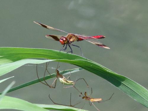 Réf. 267 753 : Sympetrum pedemontanum
