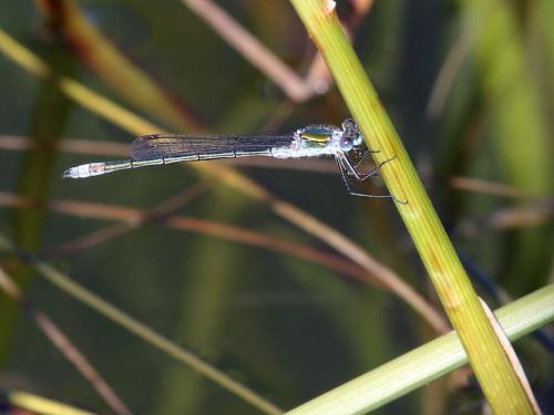 Réf. 267 121 : Lestes sp.