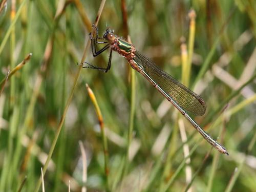 Lestes sp.