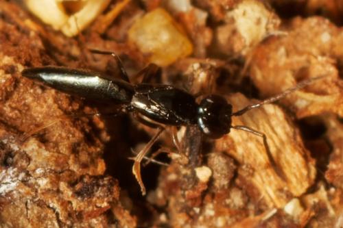 Calymmochilus dispar