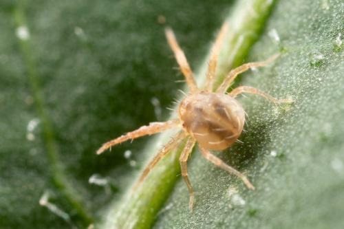 Réf. 267 781 : Anystis sp.