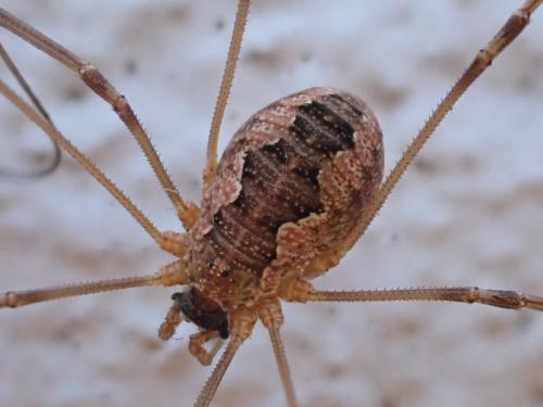 Réf. 267 942 : Phalangium opilio